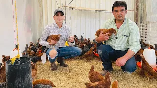 ¿QUÉ ES MEJOR? | ¿GALLINAS DE POSTURA O CODORNIZ? | Razas Andaluza y Rhode Island | Coturnix