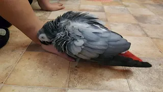 Попугай матерится на хозяйку Попугай говорит с хозяйкой  Gray parrot swears at owners