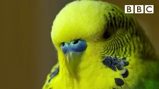 Meet Disco the incredible talking budgie | Pets - Wild at Heart - BBC