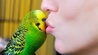 Budgie Talks To Owner To Stop Feeling Lonely | Pets: Wild At Heart | imaandar satya | nature