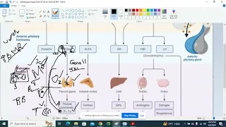 Double A endo Pathology by Dr Talha