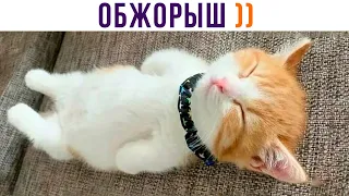 ОБЖОРЫШ))) Приколы с котами | Мемозг 997