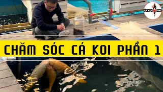 Hướng Dẫn Chăm Sóc Cá Koi : Phần 1 Cho Cá Koi Ăn