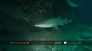 Contrasting shark species at Aliwal Shoal