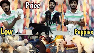 Tollinton market lahore - Dog market in Pakistan - Labrador - poodle dog - Russian Dog - Dog puppies