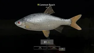 Russian Fishing 4 Beginner's Guide to RF4 Level 15 Quick bream session V2