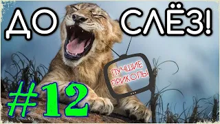 Лучшие приколы vol.12 (август) До слёз best coub compilation