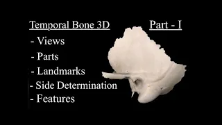 Temporal Bone anatomy 3d, Part 1, Views, Side determination, features, landmarks and Osteology.