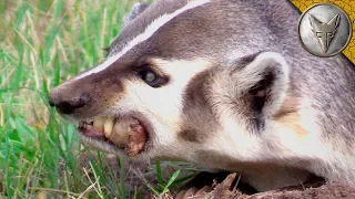 DON'T MESS with a Snarly Badger!