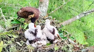 Eagle mother feeds the baby meat one by one￼