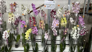 Супер красота !Обзор Орхидей (Одесса садовый центр)