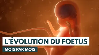 Le développement du fœtus | Évolution grossesse | Animation 3D