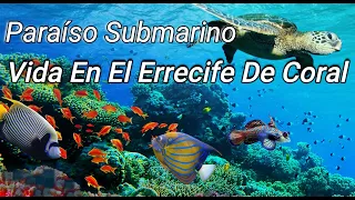 Paraíso Submarino, Vida En El Arrecife De Coral #oceano