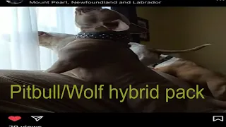Pitbull/wolf hybrid pack howl at moon 🌝 #shorts #bullyshorts #mrmiagi