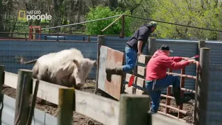 Rozjuszony byk nie zamierzał poddać się bez walki [Weterynarze z Nebraski]