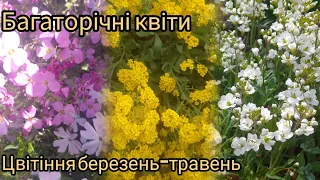 Багаторічні квіти,які прикрашають ☀️⛅квітники на протязі березень-травень в моєму@садок мрії Надії 🌺