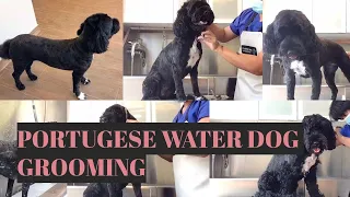 Grooming a Portuguese Water Dog |  Bunny TV