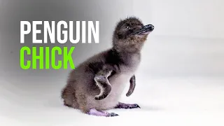 New Year, New Baby: First Little Blue Penguin Hatched at Birch Aquarium