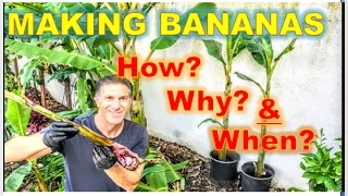 PROPAGATING BANANA PLANTS  |  Sword vs. Water Pups  |  Ice Cream, Apple & GoldFinger