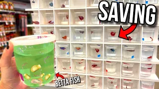 Rescuing PARASITE INFESTED BETTA FISH From DEATH AT PET STORE! (SO SAD)