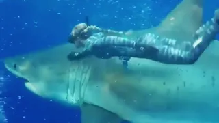 Гигантская белая акула и девушка. Жесть