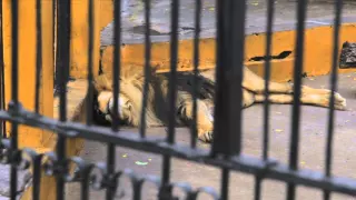 Mile High Jungle Bolivian Lion Rescue