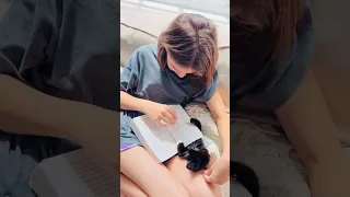 Sweet Kitten's Playful Distraction