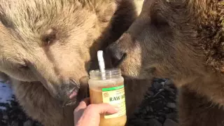 Do bears really like honey? You be the judge!