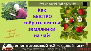 как БЫСТРО  собирать листья ЗЕМЛЯНИКИ  на чай