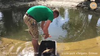 Львица Лейла поймала золотую рыбку! Тайган. Крым. Lioness Leila caught a goldfish!