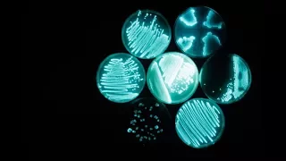 Glowee: Illuminating the ‘City of Lights’ with the glow of bacteria | The Edge