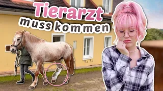 Tiran ist verletzt ❤️‍🩹 Was ist passiert? | ViktoriaSarina