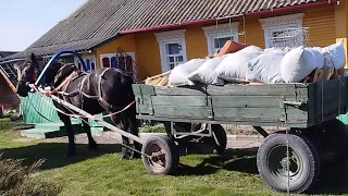 ЛОШАДИ🐎НА КОБЫЛЕ АЗЕ ПЕРЕВОЗИМ ДРОВА