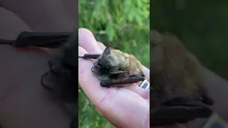 I Made Friends With a Little Brown Bat