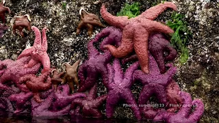 Sea Stars on the North American Pacific coastline