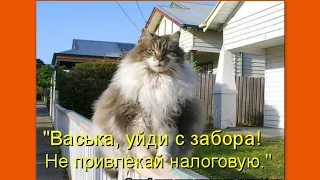Котоматрица Приколы про кошек Выпуск 4