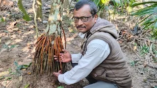 মাটির উপরে সুপারি গাছের শিকড় কেন গজায় কারণ জানার জন্য ।।ভিডিওটি অবশ্যই দেখুন