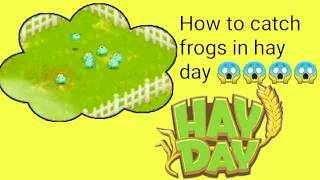 How to caught frogs in hay day | frog fram | Nn Clashers