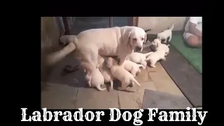 labrador dog puppies | Labrador Retriever Dog | labrador dog newly born puppies|PlaystationGamepoint