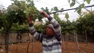 التوريق الربيعي لشجرة العنب # 2  .Spring Vineyard Pruning