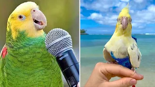 Baby Animals 🔴 Funny Parrots and Cute Birds Compilation (2020) Loros Adorables Recopilación #24