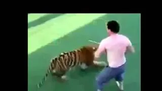 Самые нереальные приколы!!!Мужик играет с тигром