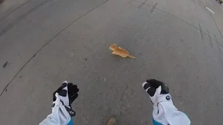 Watch a Motorcyclist Rescue Frightened Kitten from Busy Intersection