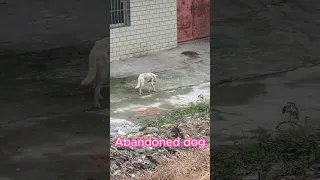 Poor dog wandered alone