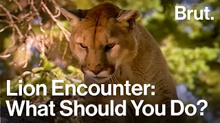 What To Do If You Encounter a Mountain Lion