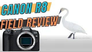 Canon R8 - Field Review for Bird and Wildlife Photography. 10,000+ Shot Review!