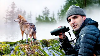 24h en montagne à la recherche des loups !