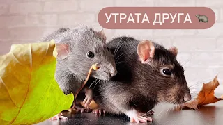 Что делать, если один крыс умер, а второй остался один 🐀