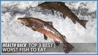 Top 3 Best | Worst Fish to Eat: Health Hacks- Thomas DeLauer