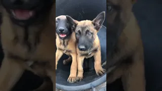 Cuccioli di pastore belga Malinois 3407399312